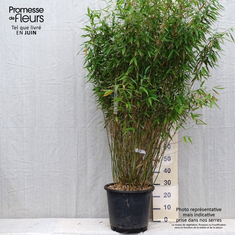 Esimerkki kesällä toimitetusta Ruokobambu Dino Pot de 20L/25L-taimesta
