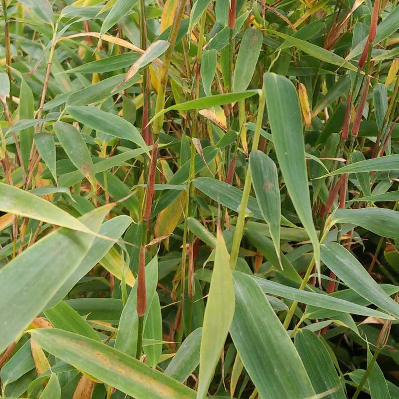 Ruokobambu Panda (Lehvistö)
