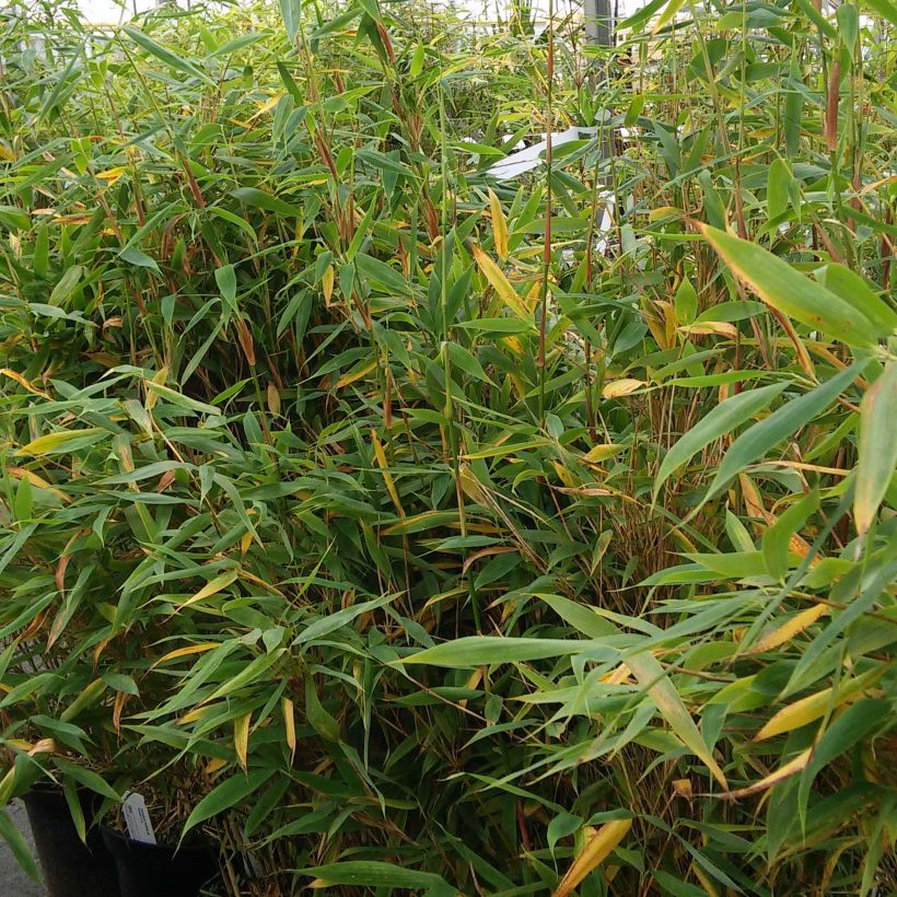 Ruokobambu Panda (Kasvutapa)