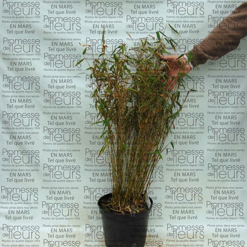 Esimerkki toimitetusta Ruokobambu Panda Pot de 2L/3L-taimesta