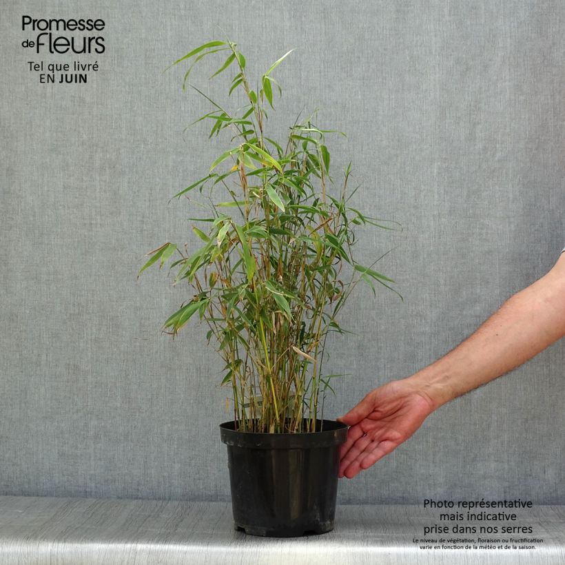 Esimerkki kesällä toimitetusta Ruokobambu Tauro Pot de 4L/5L-taimesta