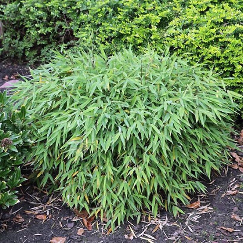 Ruokobambu Elias (Kasvutapa)