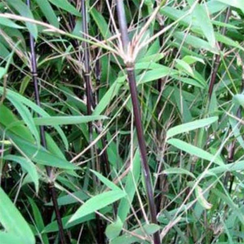 Kiiltoruokobambu Black Pearl (Lehvistö)