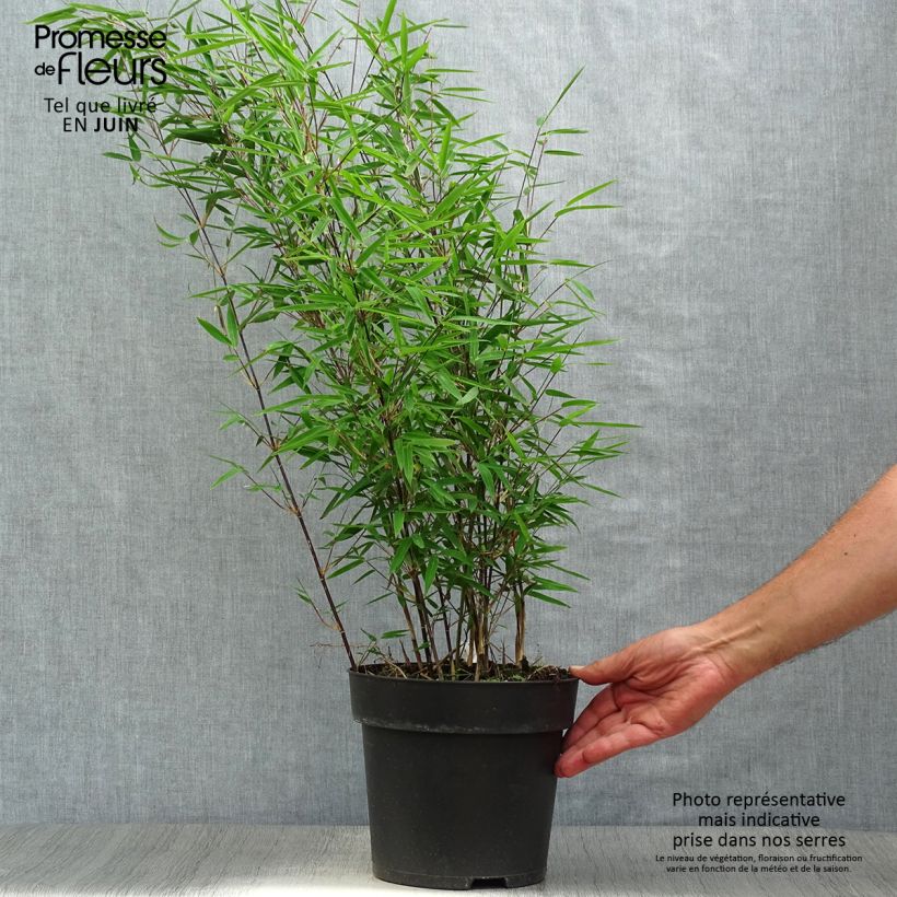 Esimerkki kesällä toimitetusta Kiiltoruokobambu Black Pearl Ruukku 4L / 5L-taimesta