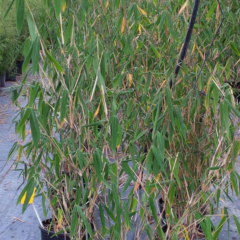 Ruokobambu - Fargesia papyrifera (Lehvistö)