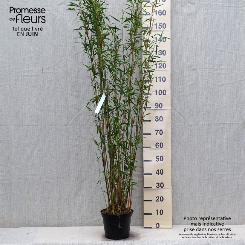 Esimerkki kesällä toimitetusta Ruokobambu Blue Dragon Pot de 4L/5L-taimesta