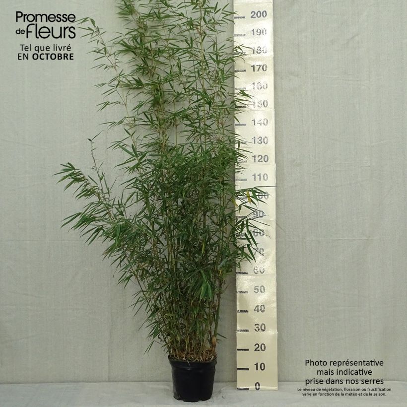 Esimerkki syksyllä toimitetusta Ruokobambu - Fargesia robusta 4 litran/5 litran ruukku-taimesta