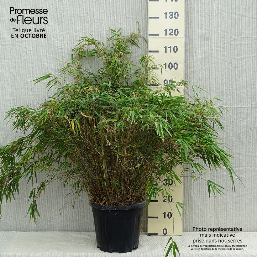 Esimerkki syksyllä toimitetusta Ruokobambu - Fargesia robusta 18 litran/20 litran ruukku-taimesta
