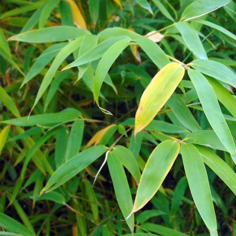 Ruokobambu Campbell (Lehvistö)