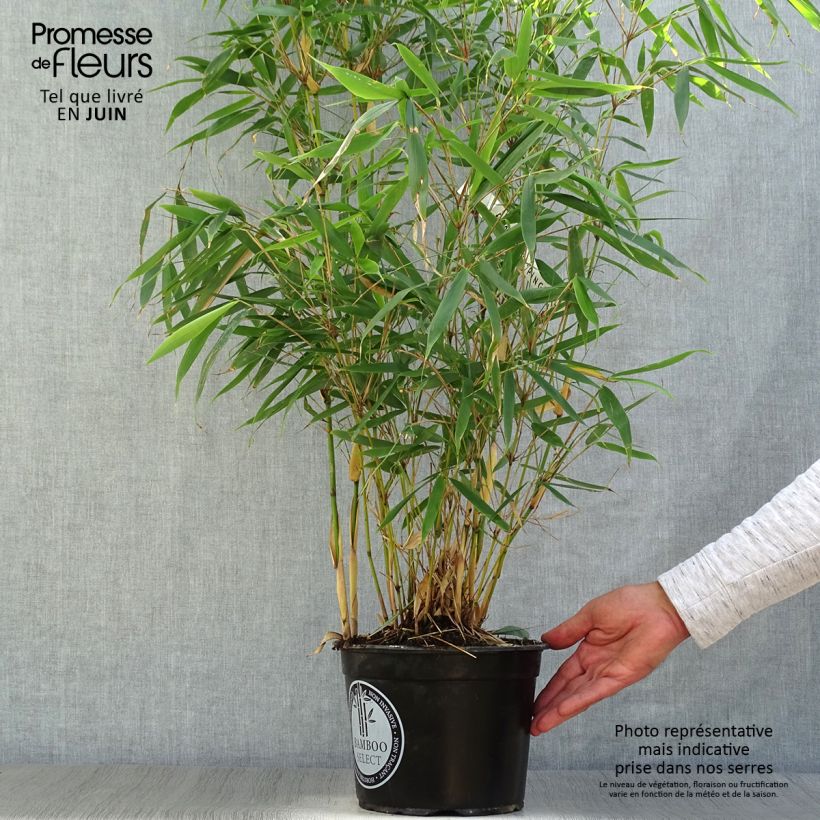 Esimerkki kesällä toimitetusta Ruokobambu Pingwu Ruukku 4L / 5L-taimesta