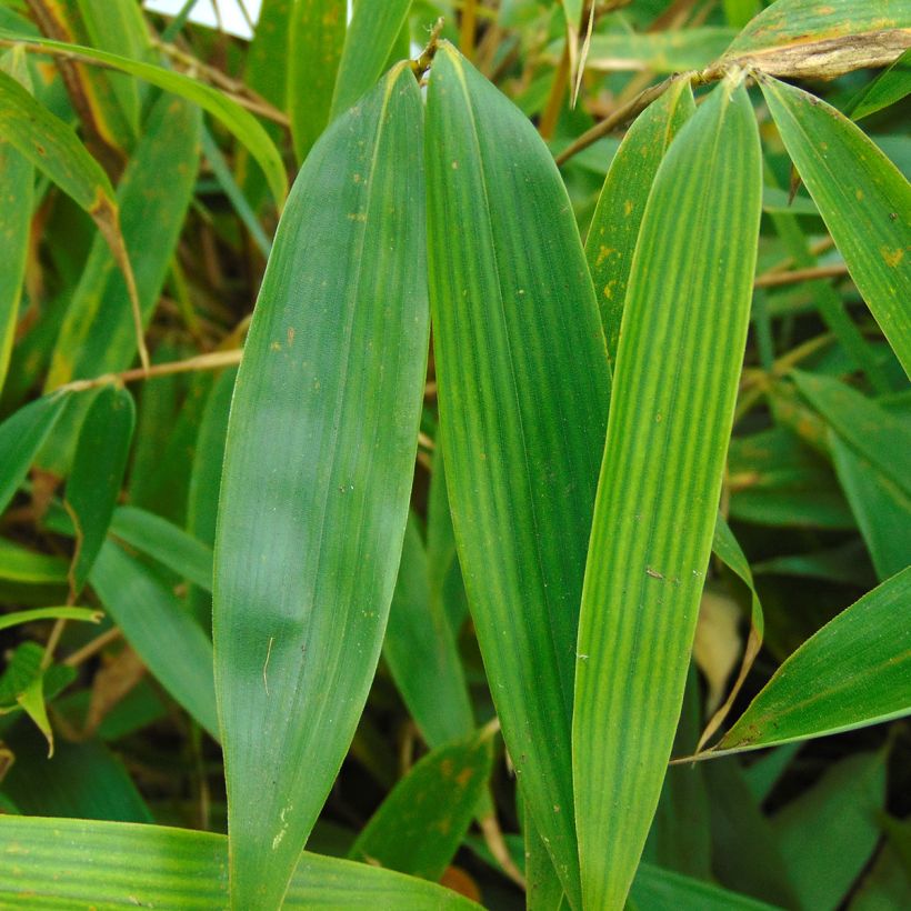 Ruokobambu Pingwu (Lehvistö)