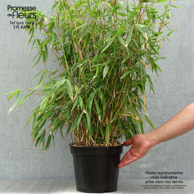 Esimerkki kesällä toimitetusta Ruokobambu Pingwu Ruukku 7,5L / 10L-taimesta