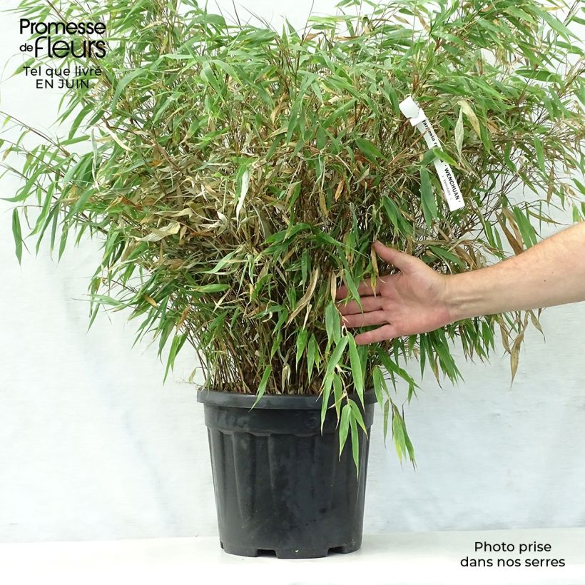 Esimerkki kesällä toimitetusta Ruokobambu Wenchuan Pot de 12L/15L-taimesta