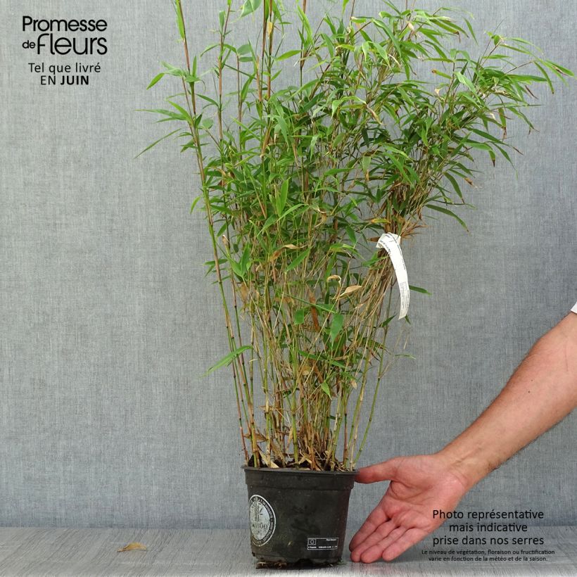 Esimerkki kesällä toimitetusta Ruokobambu Wenchuan Pot de 2L/3L-taimesta
