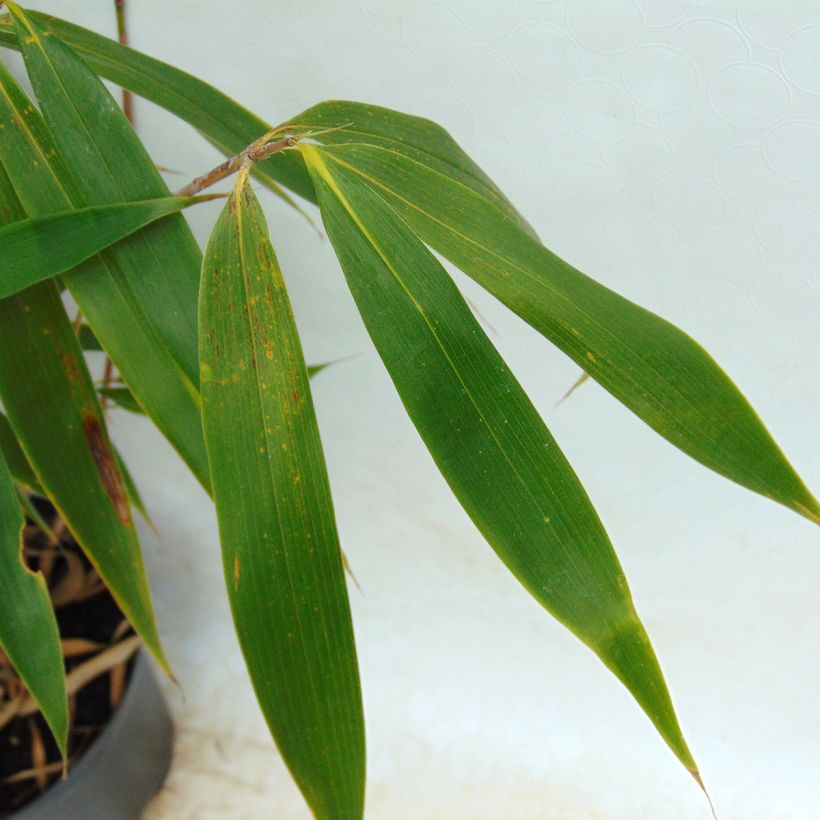 Ruokobambu Wolong (Lehvistö)