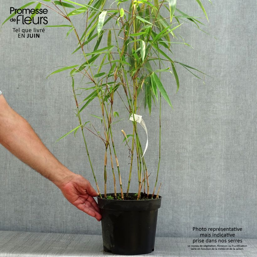 Esimerkki kesällä toimitetusta Ruokobambu Wolong Pot de 4L/5L-taimesta