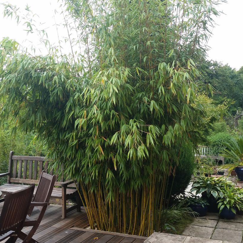 Ruokobambu Wolong (Kasvutapa)