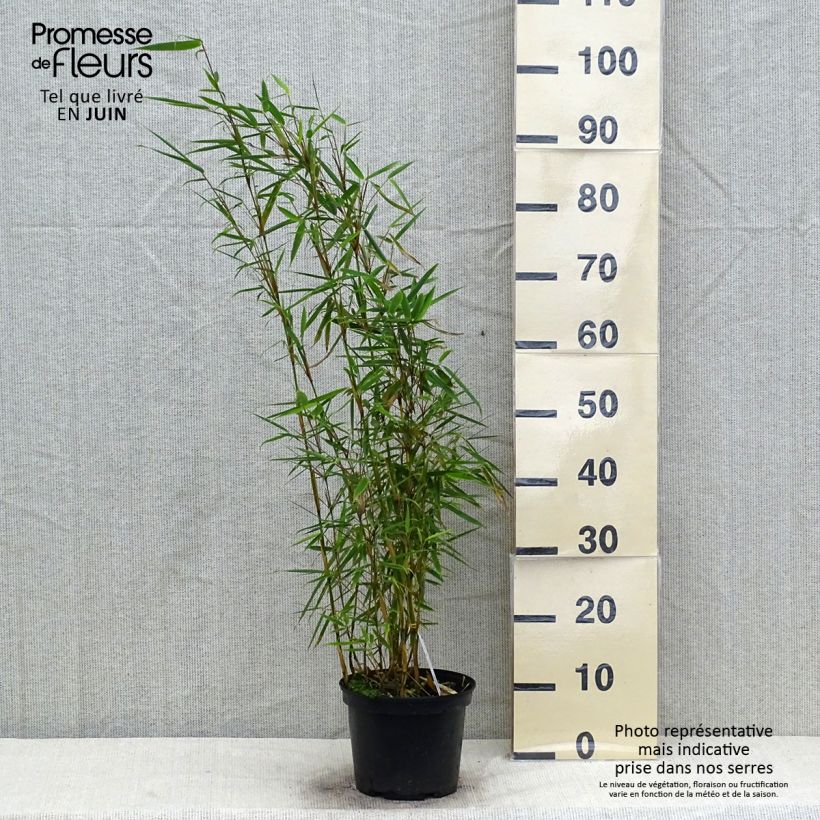 Esimerkki kesällä toimitetusta Ruokobambu - Fargesia robusta Ruukku 4L / 5L-taimesta