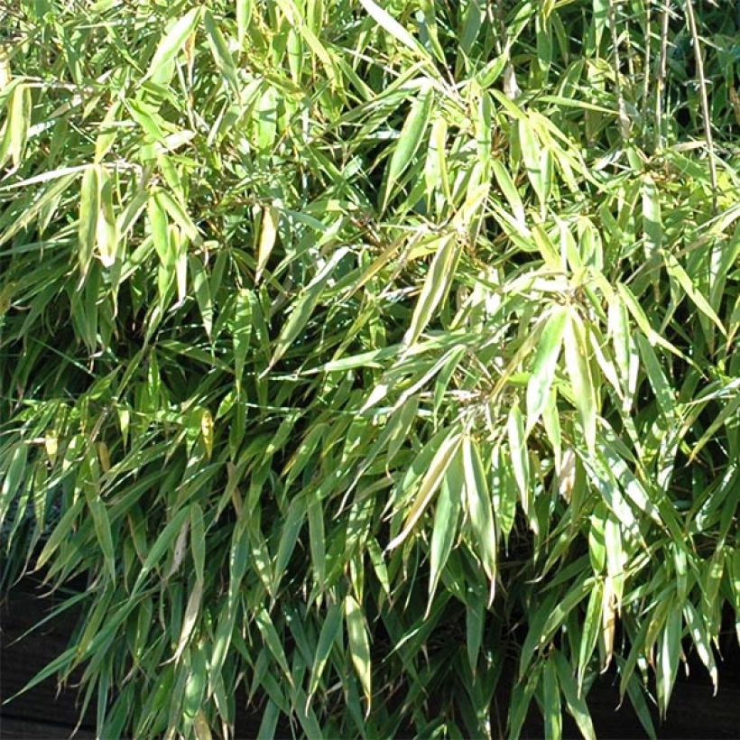 Ruokobambu - Fargesia rufa (Lehvistö)
