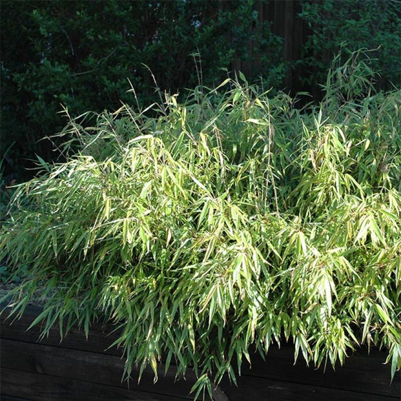 Ruokobambu - Fargesia rufa (Kasvutapa)