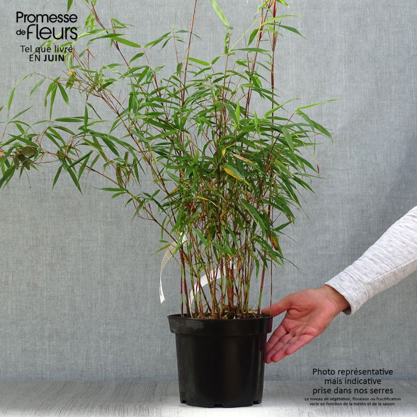 Esimerkki kesällä toimitetusta Ruokobambu Asian wonder Ruukku 4L / 5L-taimesta