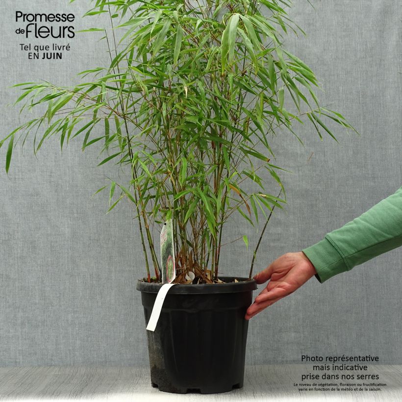 Esimerkki kesällä toimitetusta Ruokobambu Asian wonder Ruukku 6L / 7L-taimesta
