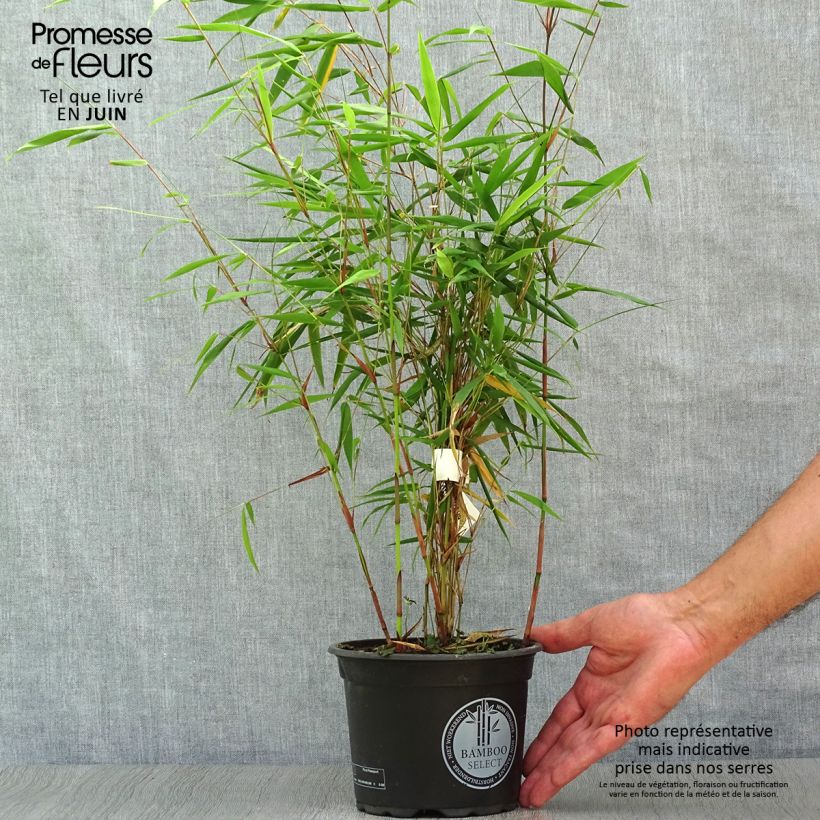 Esimerkki kesällä toimitetusta Ruokobambu Asian wonder Ruukku 2L / 3L-taimesta