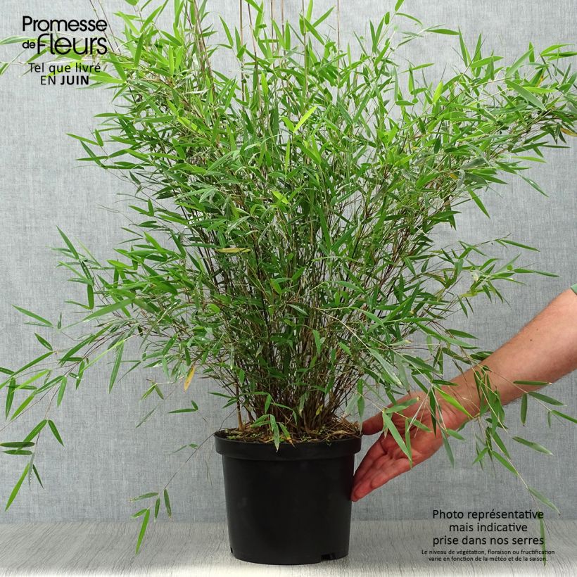 Esimerkki kesällä toimitetusta Ruokobambu Deep Purple Pot de 4L/5L-taimesta