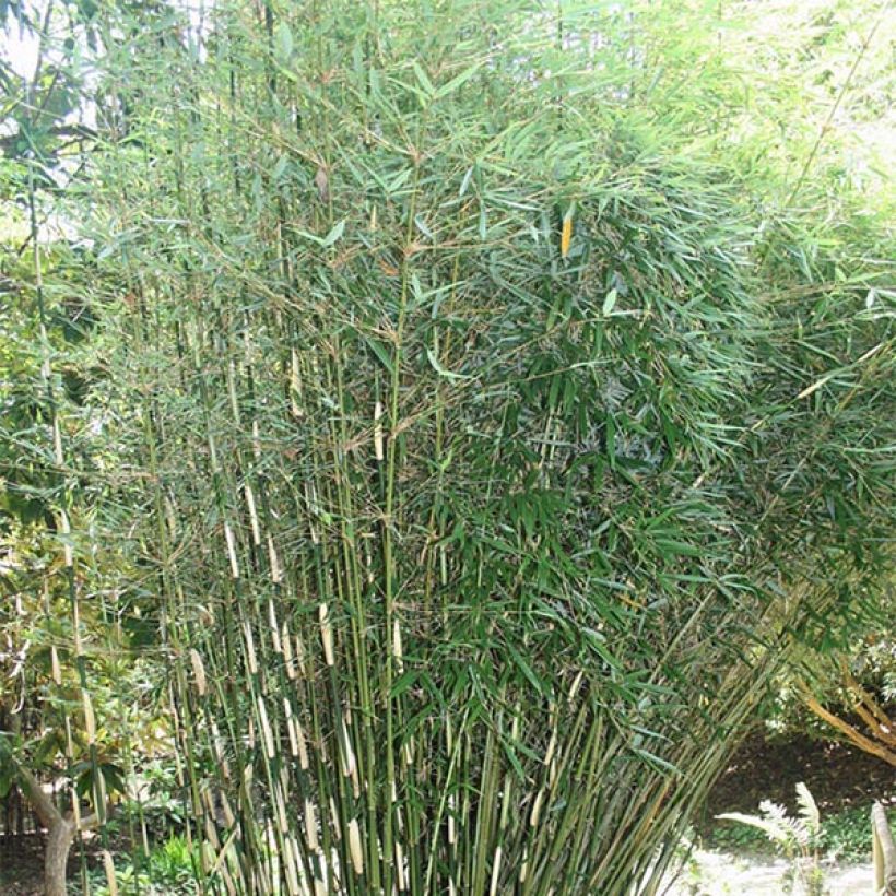 Ruokobambu - Fargesia robusta (Kasvutapa)