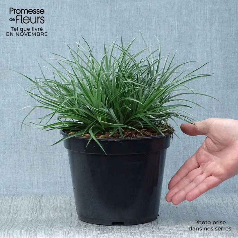 Esimerkki syksyllä toimitetusta Fascicularia bicolor 2 litran/3 litran ruukku-taimesta