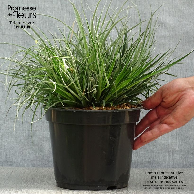 Esimerkki kesällä toimitetusta Fascicularia bicolor Pot de 2L/3L-taimesta