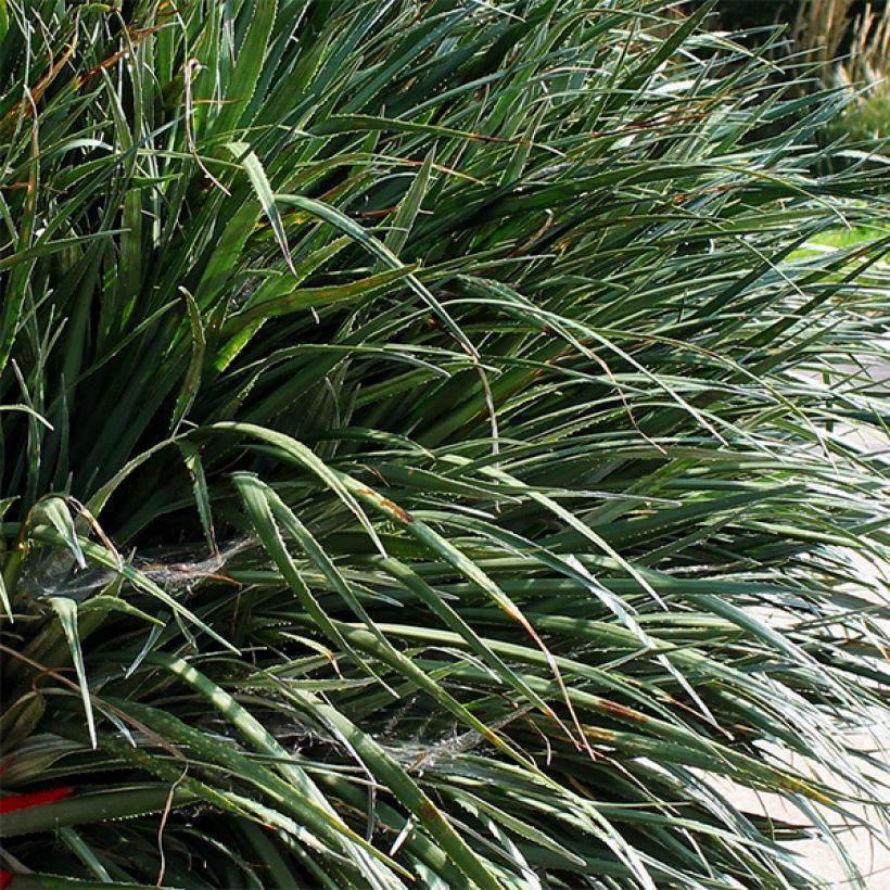 Fascicularia bicolor (Lehvistö)