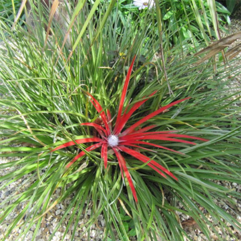 Fascicularia bicolor (Kasvutapa)