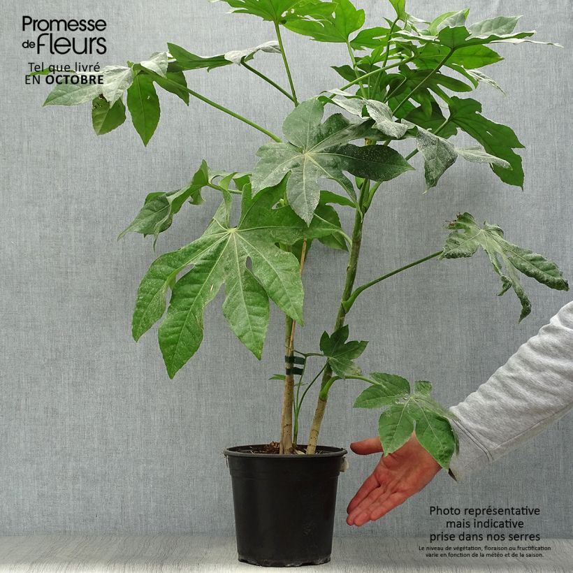 Esimerkki syksyllä toimitetusta Huonearalia - Fatsia japonica 4 litran/5 litran ruukku-taimesta