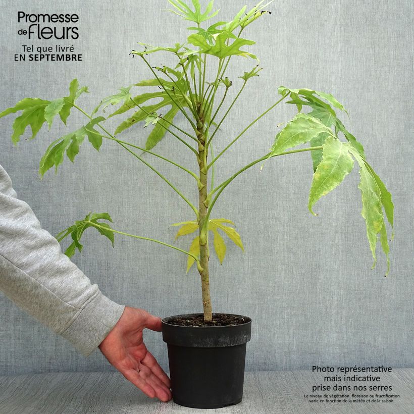 Esimerkki syksyllä toimitetusta Huonearalia Green Fingers 2 litran/3 litran ruukku-taimesta