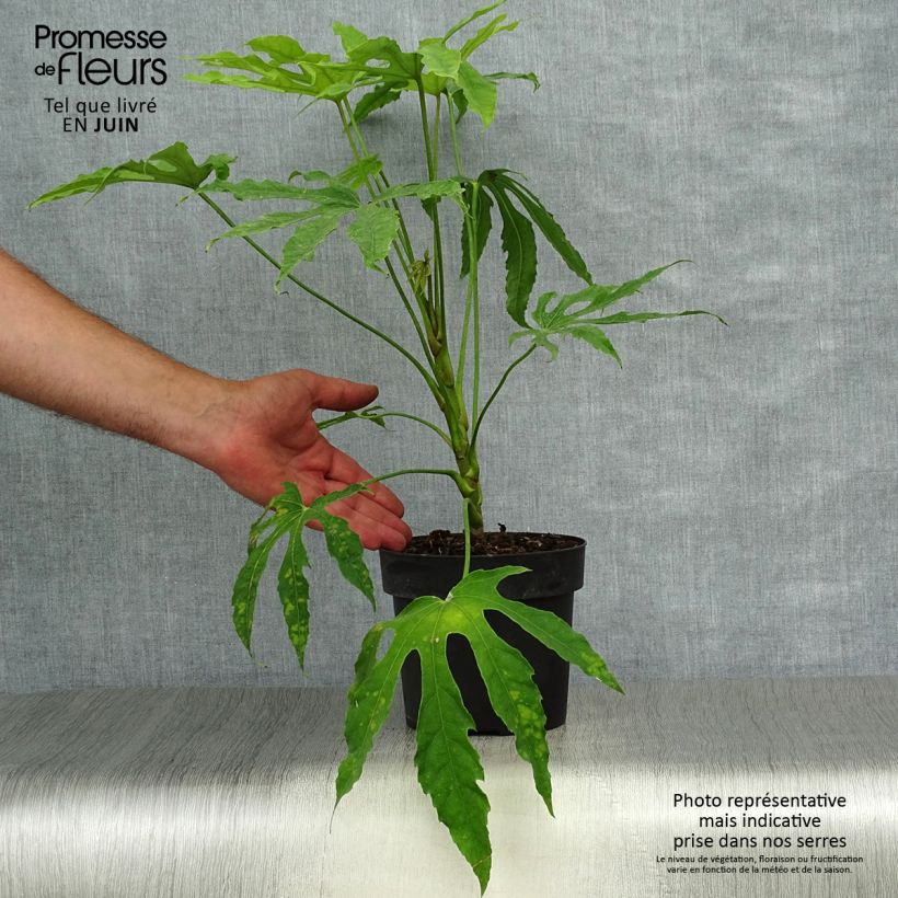 Esimerkki kesällä toimitetusta Huonearalia Green Fingers Ruukku 2L / 3L-taimesta