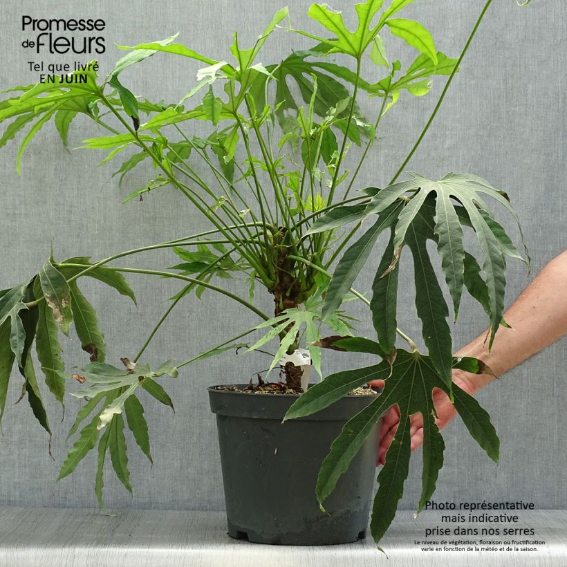 Esimerkki kesällä toimitetusta Huonearalia Green Fingers Ruukku 6L / 7L-taimesta