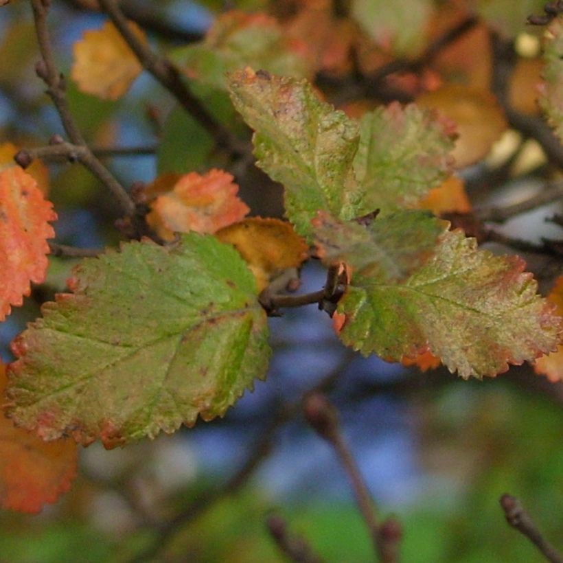 Poimuetelänpyökki - Nothofagus antarctica (Lehvistö)