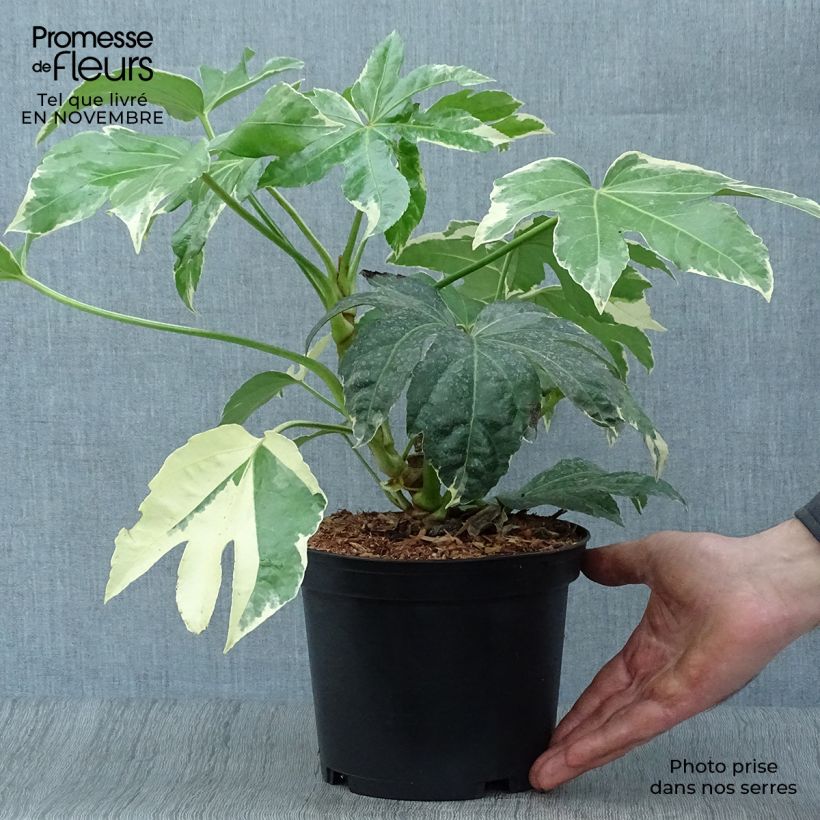 Esimerkki syksyllä toimitetusta Huonearalia Variegata 3 litran/4 litran ruukku-taimesta