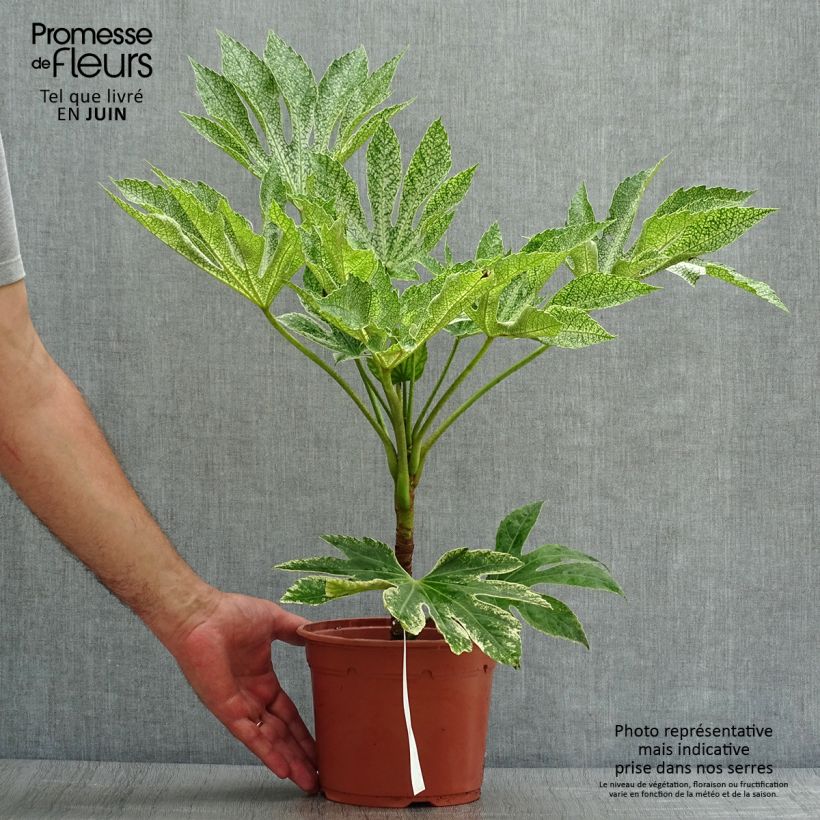 Esimerkki kesällä toimitetusta Huonearalia Variegata Ruukku 3L / 4L-taimesta