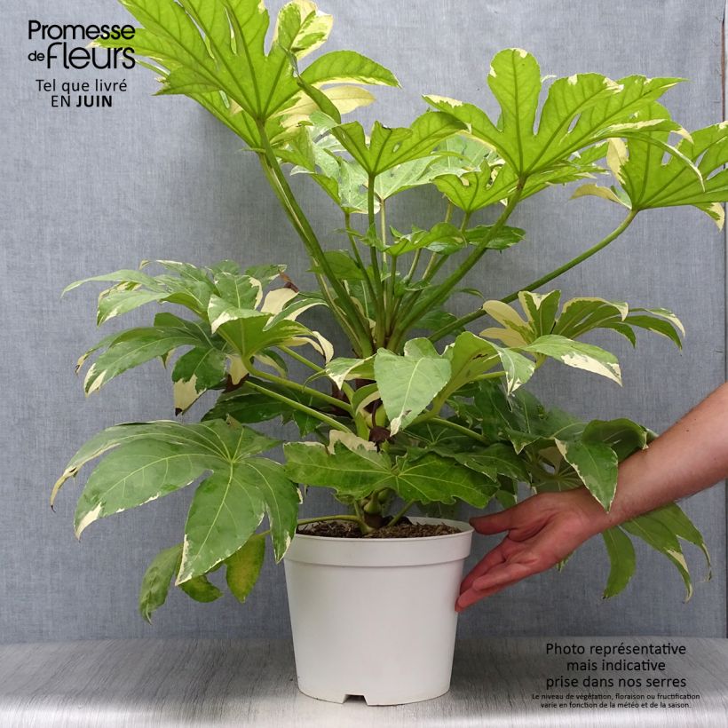 Esimerkki kesällä toimitetusta Huonearalia Variegata Ruukku 6L / 7L-taimesta