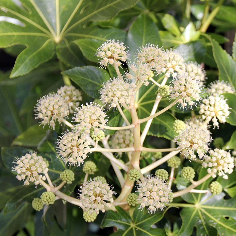 Huonearalia - Fatsia japonica (Kukinta)