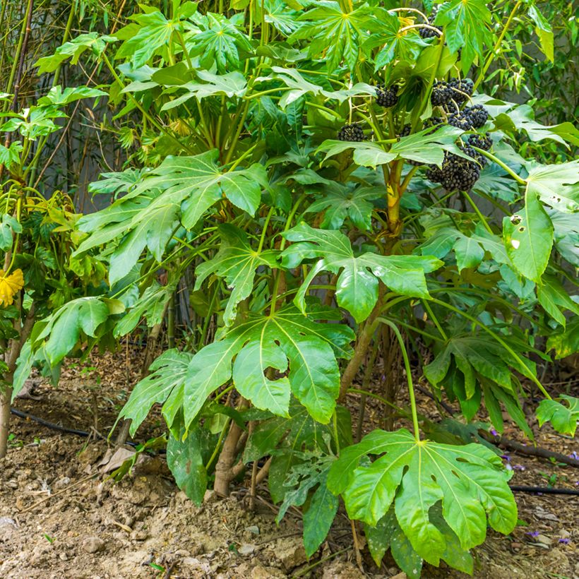 Huonearalia - Fatsia japonica (Kasvutapa)