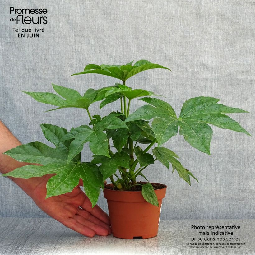Esimerkki kesällä toimitetusta Huonearalia - Fatsia japonica 8/9 cm taimiruukku-taimesta