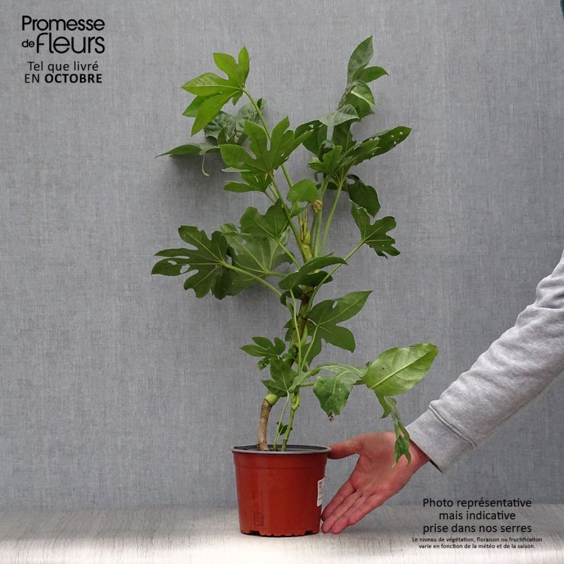 Esimerkki syksyllä toimitetusta Huonearalia - Fatsia japonica 2 litran/3 litran ruukku-taimesta