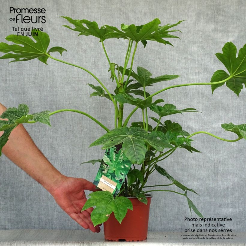 Esimerkki kesällä toimitetusta Huonearalia - Fatsia japonica 2 litran/3 litran ruukku-taimesta