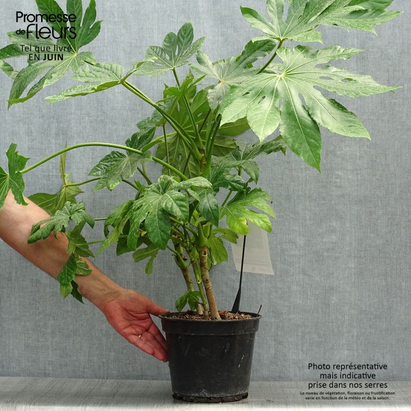 Esimerkki kesällä toimitetusta Huonearalia - Fatsia japonica 4 litran/5 litran ruukku-taimesta