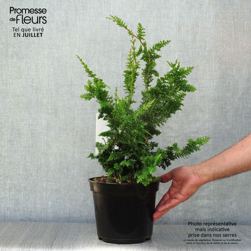 Esimerkki kesällä toimitetusta Temppelikypressi Teddy Bear Pot de 4L/5L-taimesta