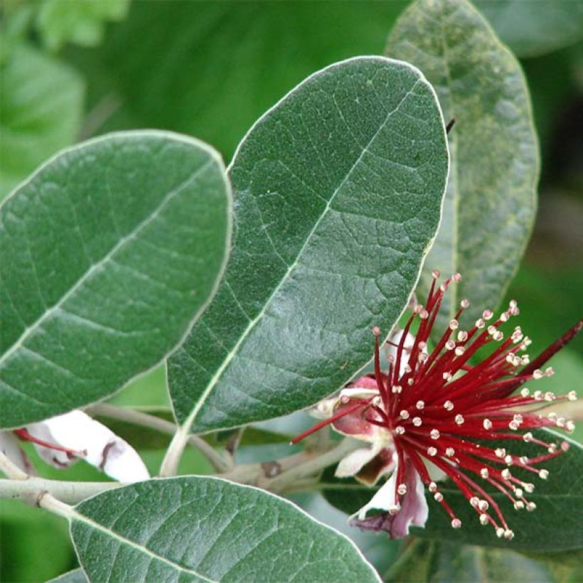 Feijoa - Acca sellowiana (Lehvistö)