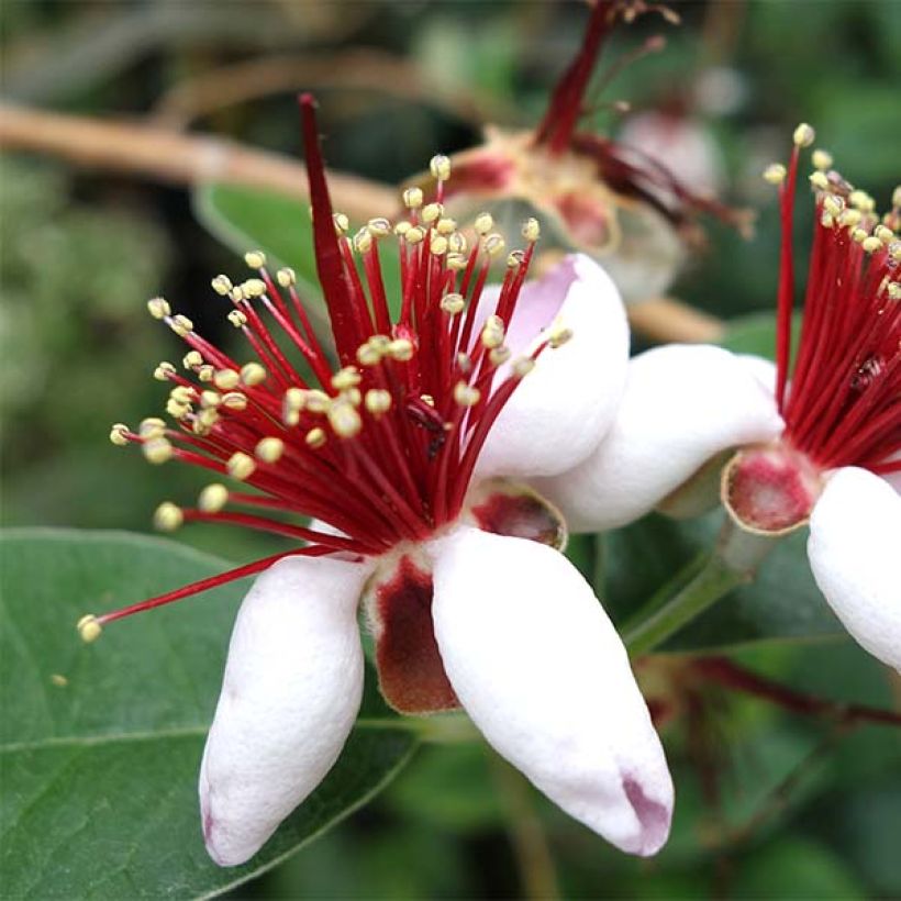Feijoa - Acca sellowiana (Kukinta)